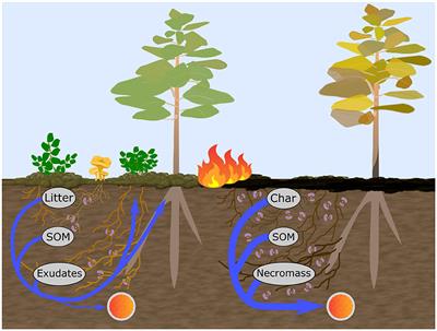 Climate and forest properties explain wildfire impact on microbial community and nutrient mobilization in boreal soil